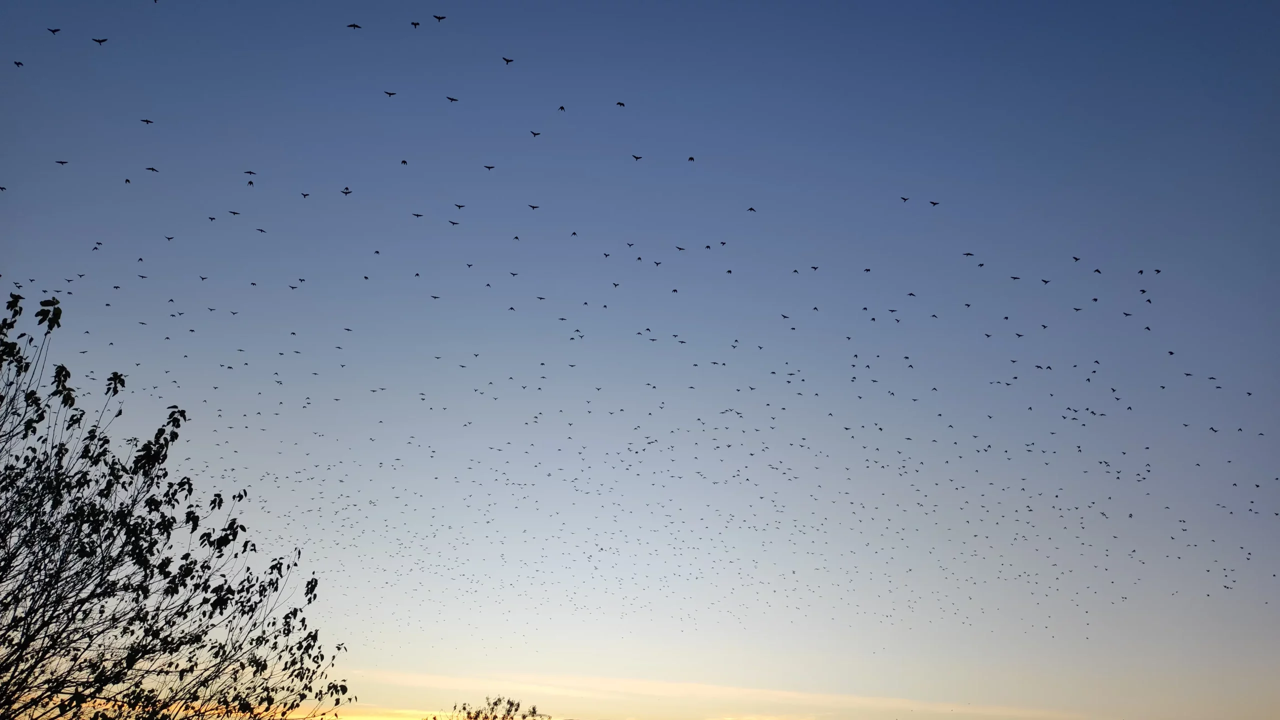 Jato ptica u Nedelišću 2024 (1)