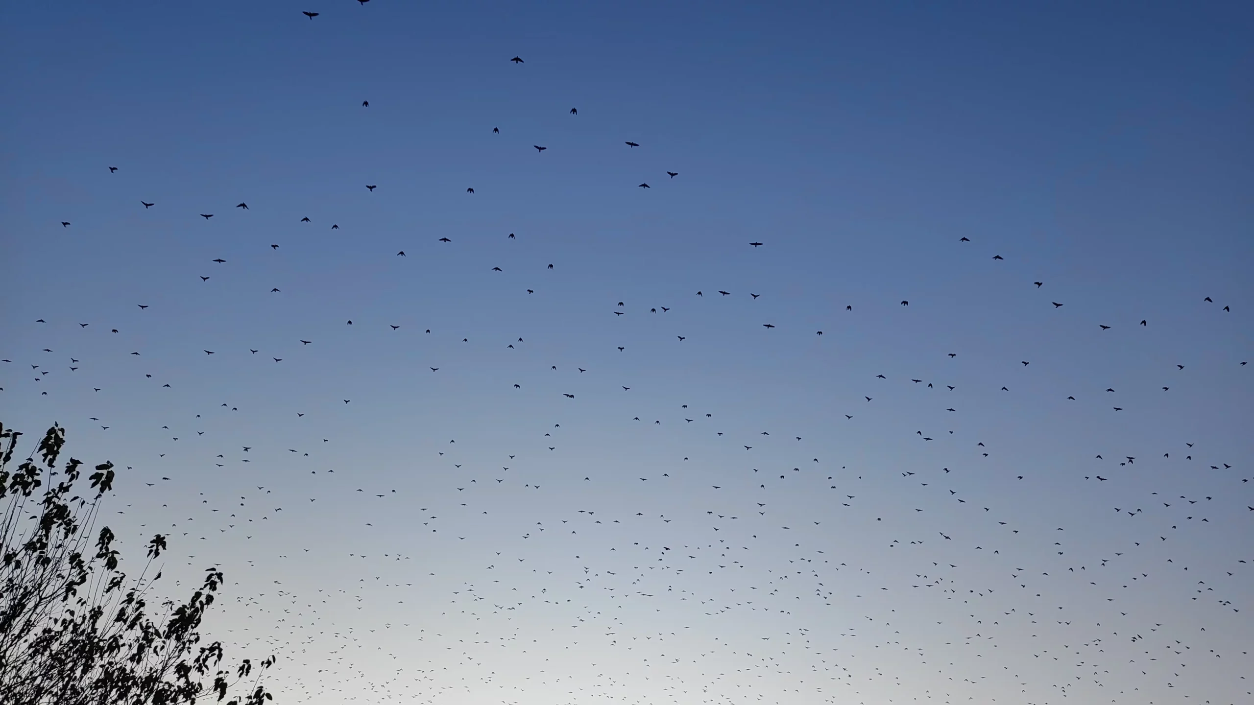Jato ptica u Nedelišću 2024 (2)