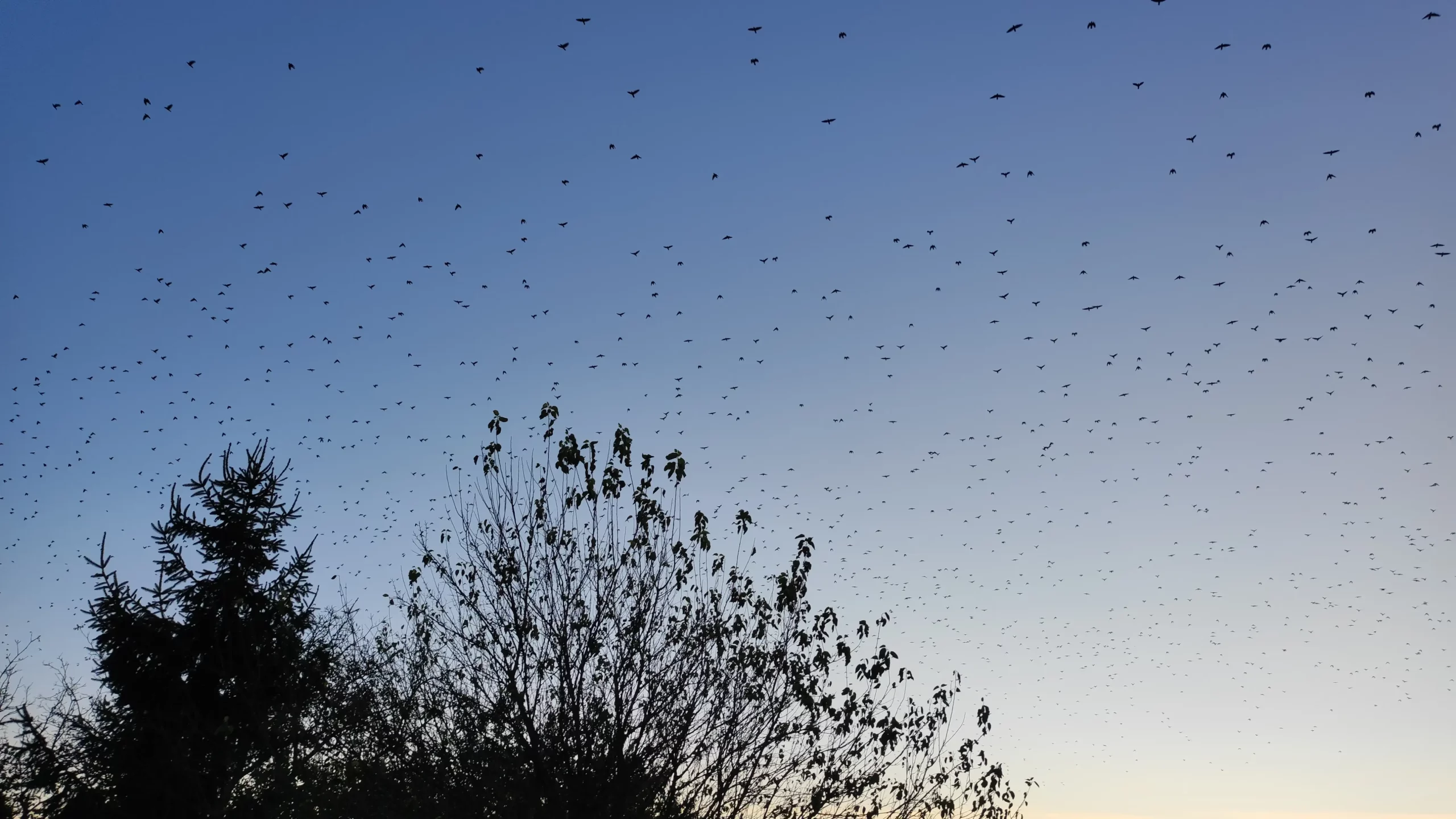 Jato ptica u Nedelišću 2024 (3)