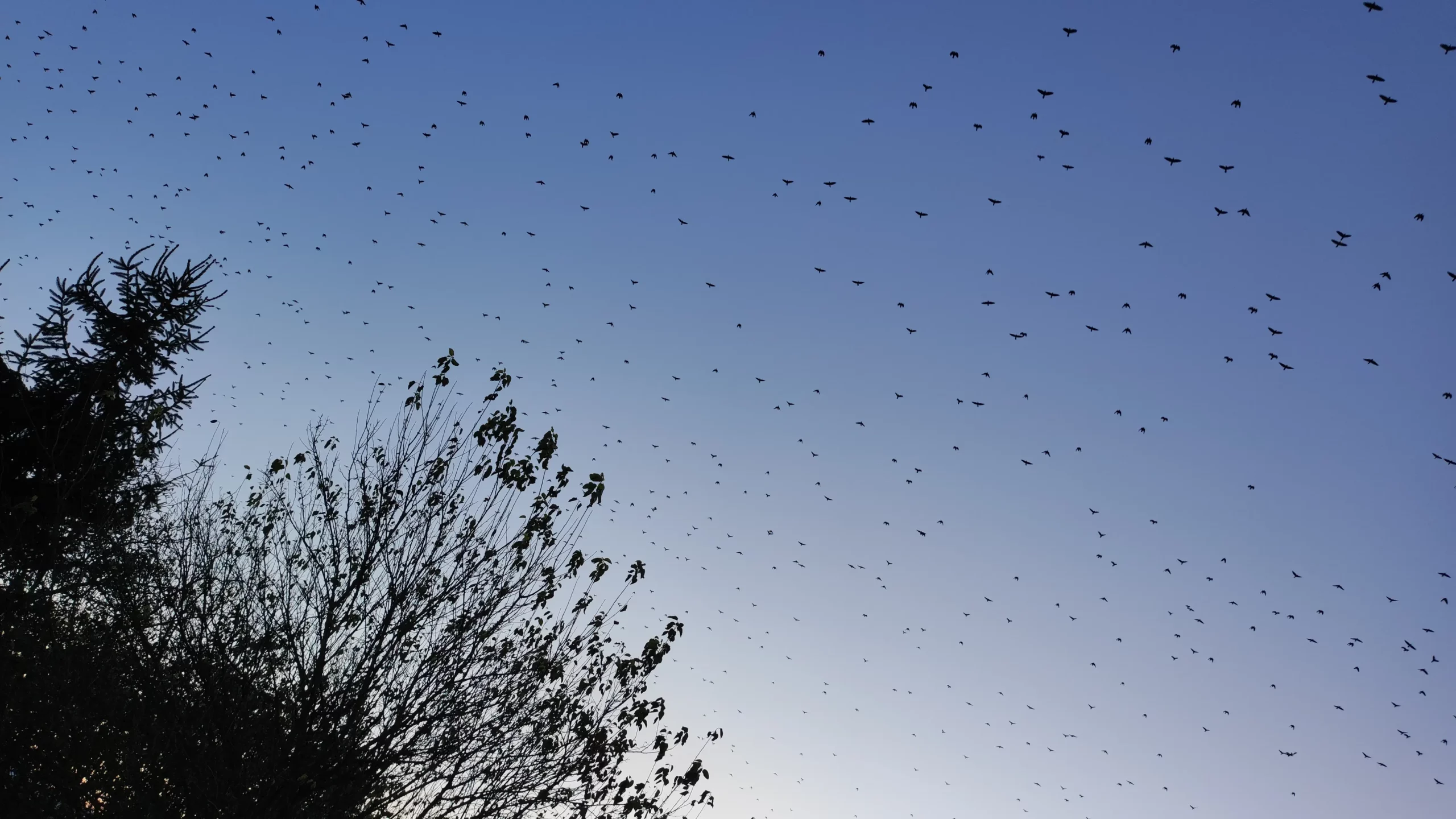 Jato ptica u Nedelišću 2024 (4)