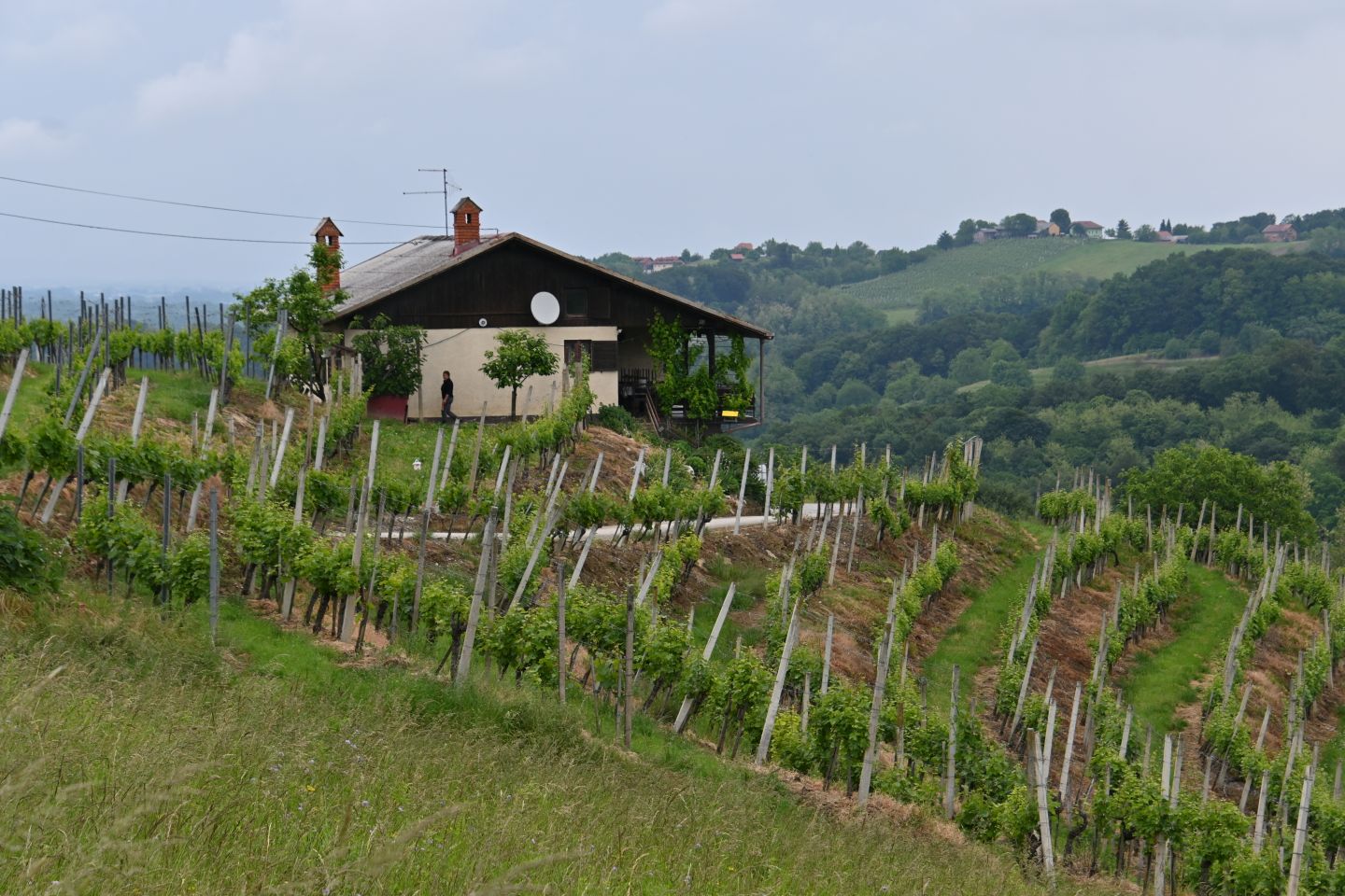 Jelena Dreven (1) Jelena Dreven (1)