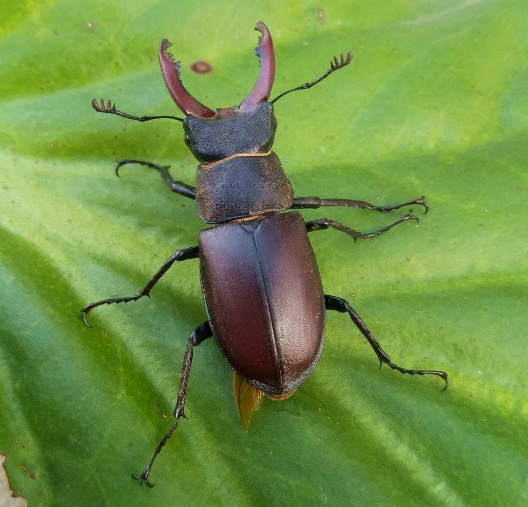 Jelena Martinčić_jelenak