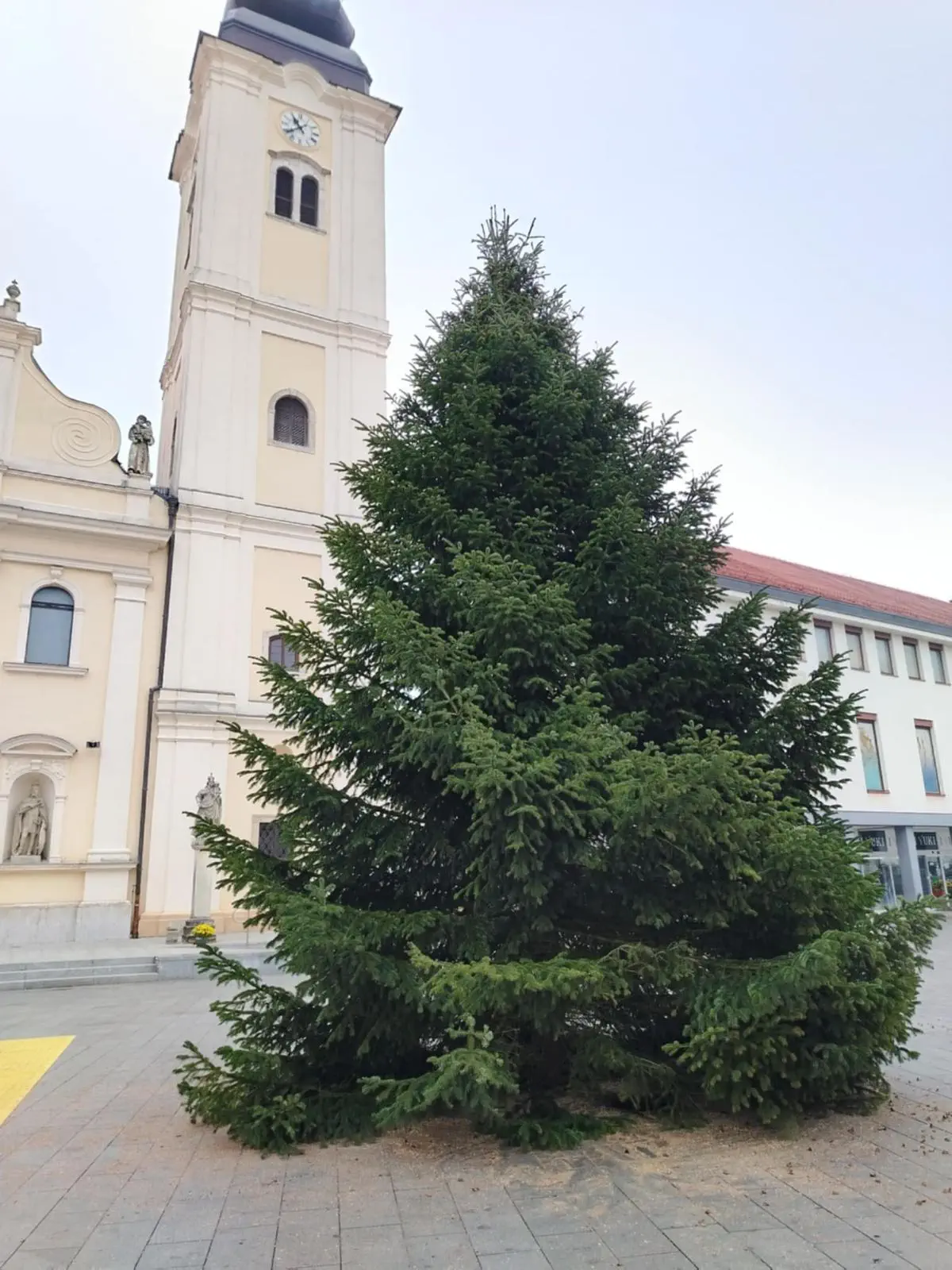 Jelka Franjevački trg Čakovec (4)