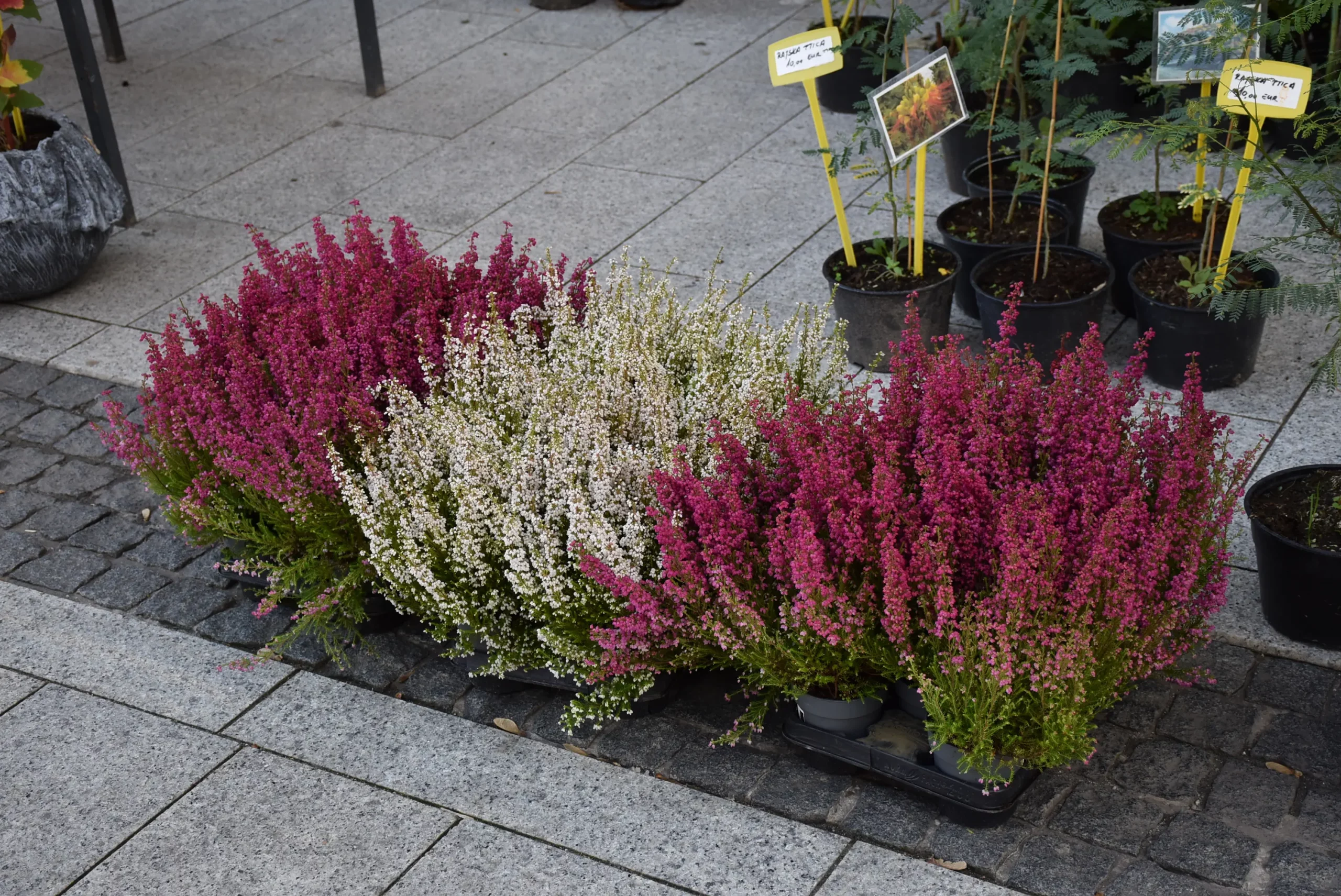 Jesenski sajam Čakovec 2024 (28)