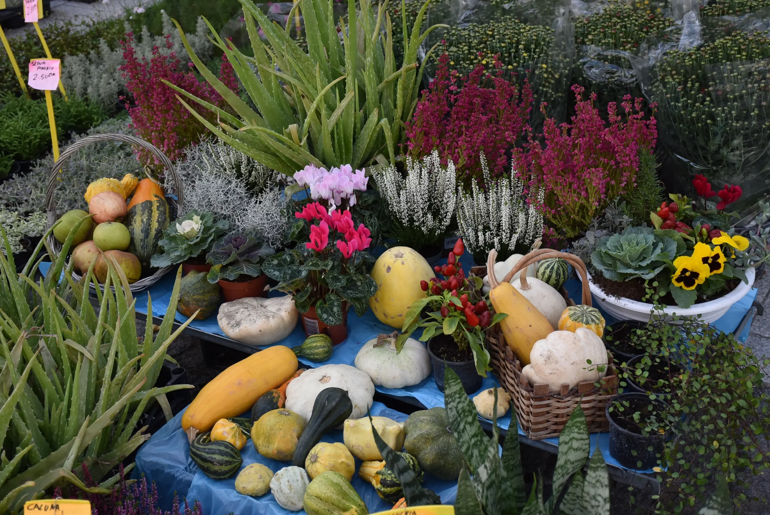 Jesenski sajam Čakovec 2024 (71)