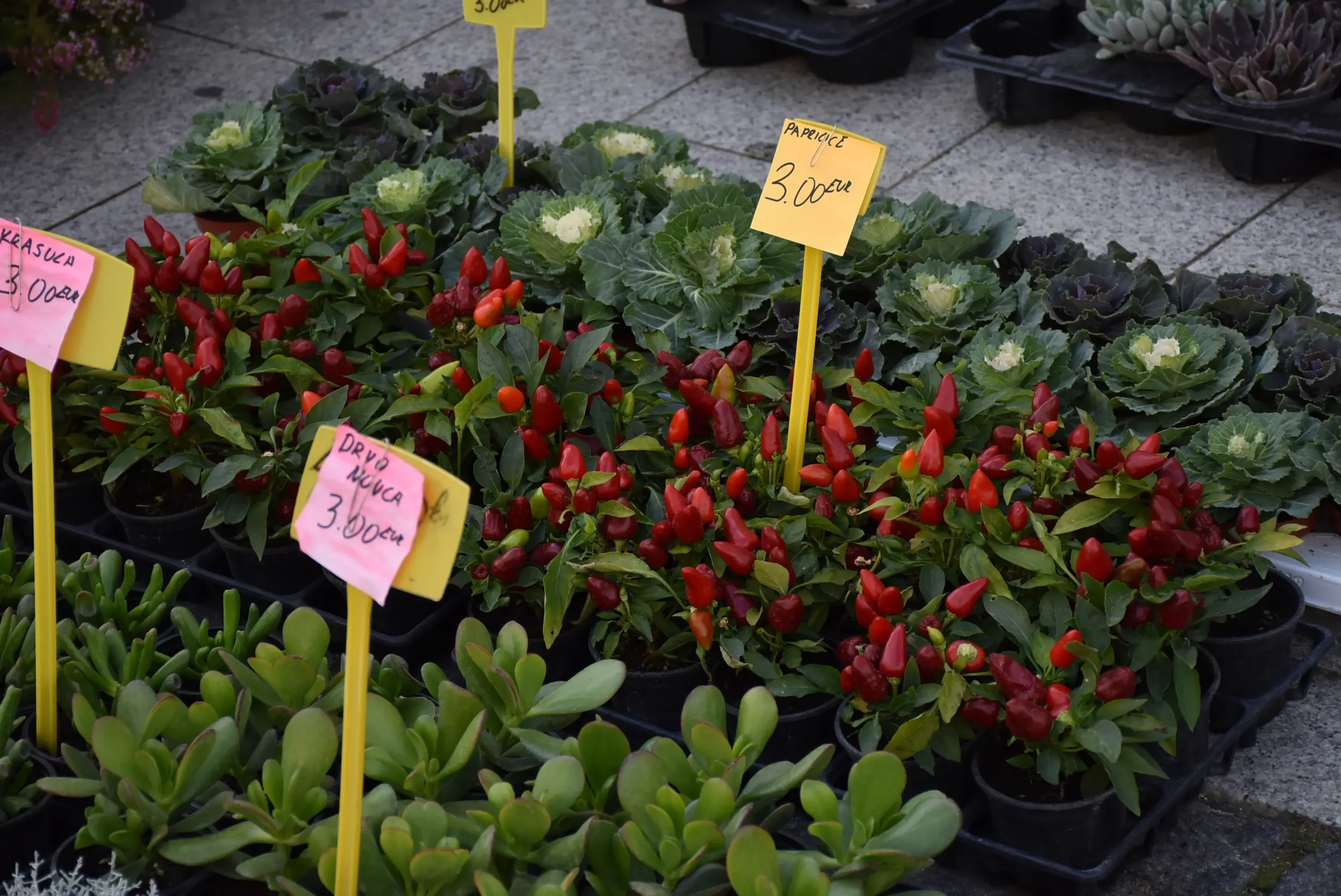 Jesenski sajam Čakovec 2024 (72)