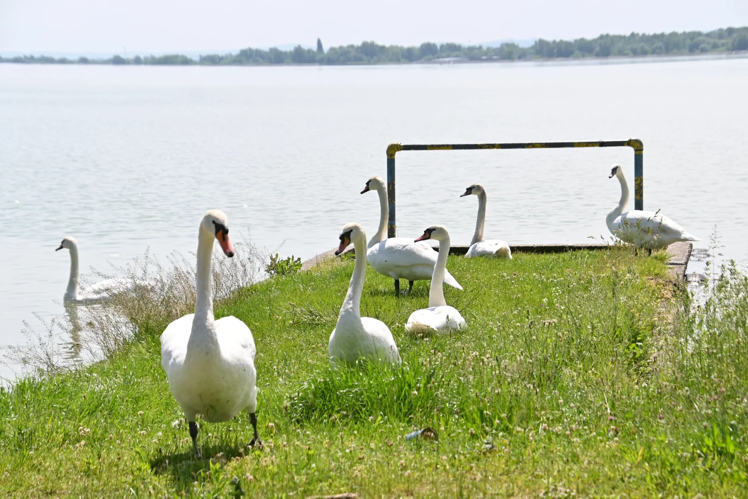 Jezero kod Gornjeg Hrašćana (1)