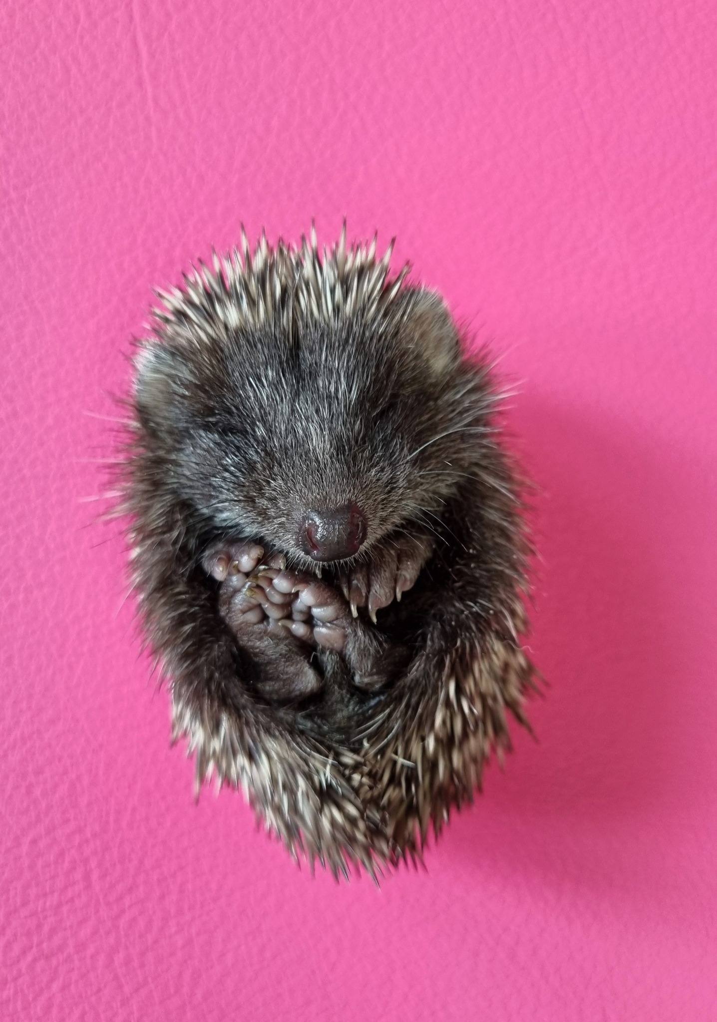 Ježica Bocka, Veterinarska stanica Prelog (1)