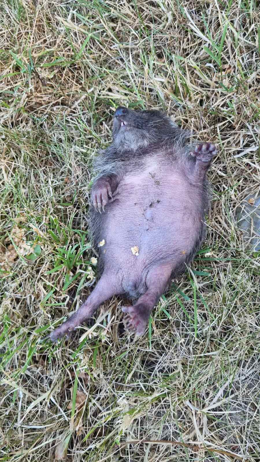 Ježica Bocka, Veterinarska stanica Prelog (10)