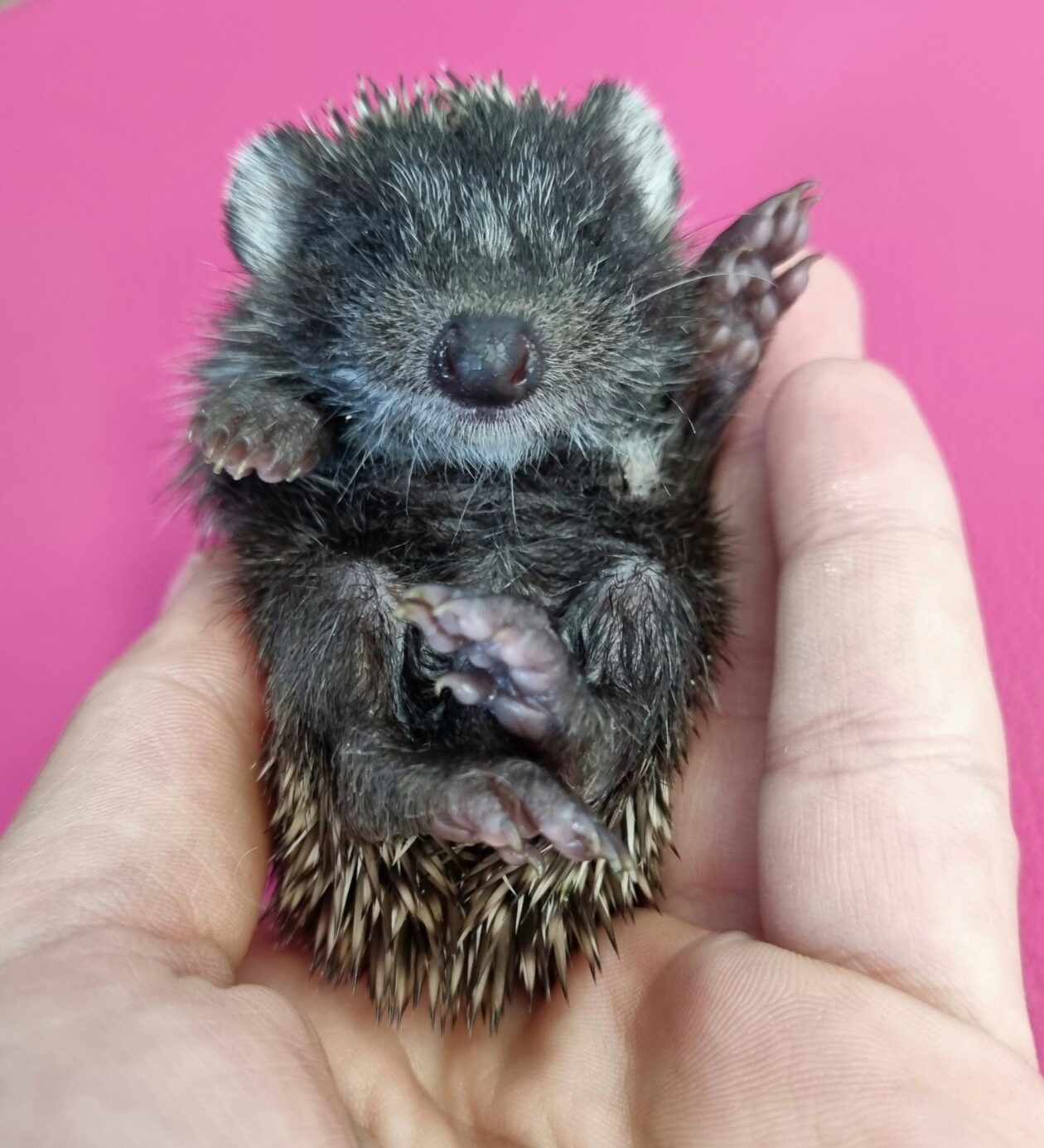 Ježica Bocka, Veterinarska stanica Prelog (2) Ježica Bocka, Veterinarska stanica Prelog (2)