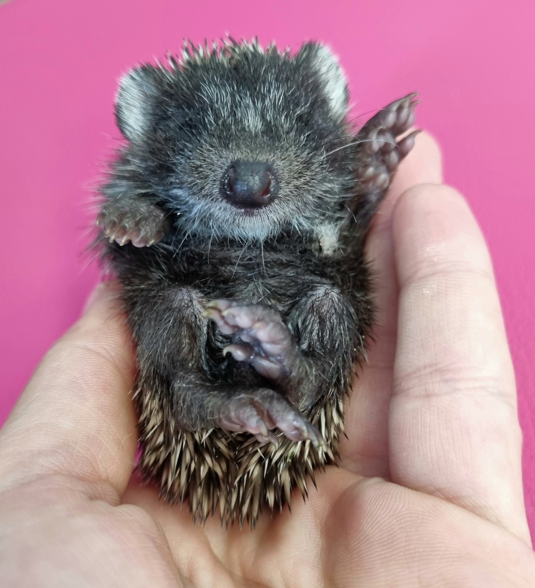 Ježica Bocka, Veterinarska stanica Prelog (2)