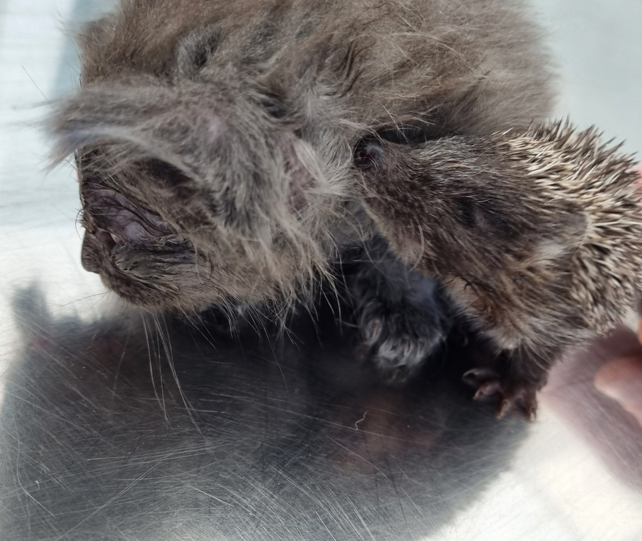 Ježica Bocka, Veterinarska stanica Prelog (3)