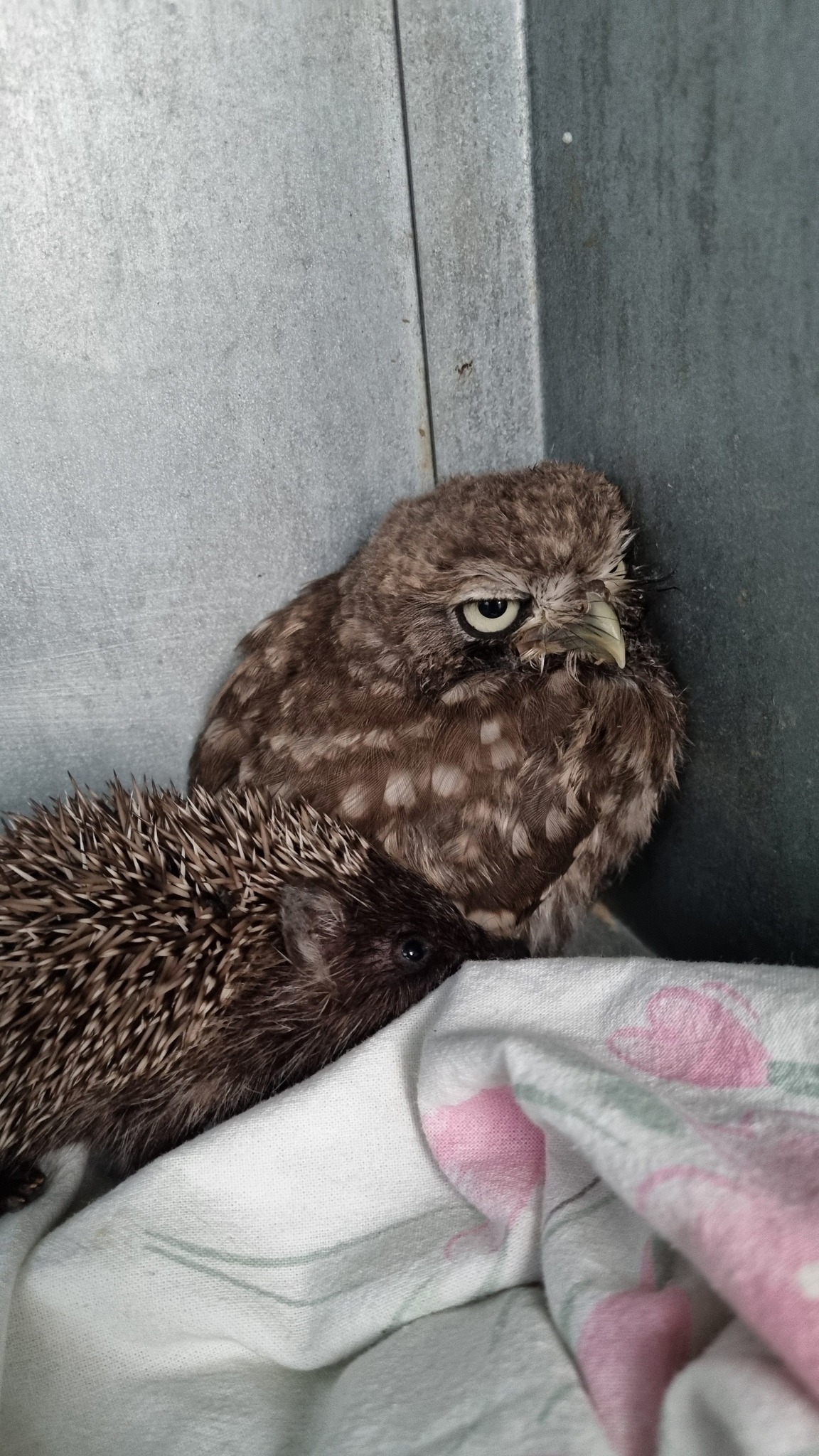 Ježica Bocka, Veterinarska stanica Prelog (4)