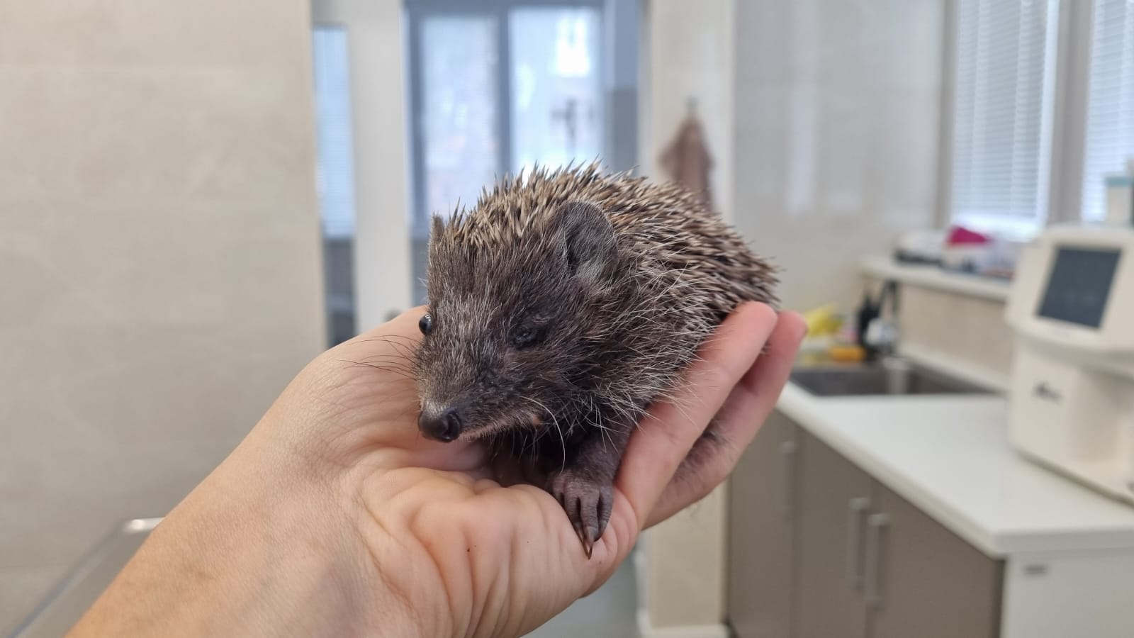 Ježica Bocka, Veterinarska stanica Prelog (5)