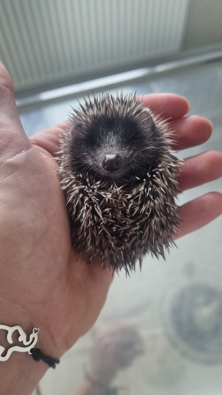 Ježica Bocka, Veterinarska stanica Prelog (6)