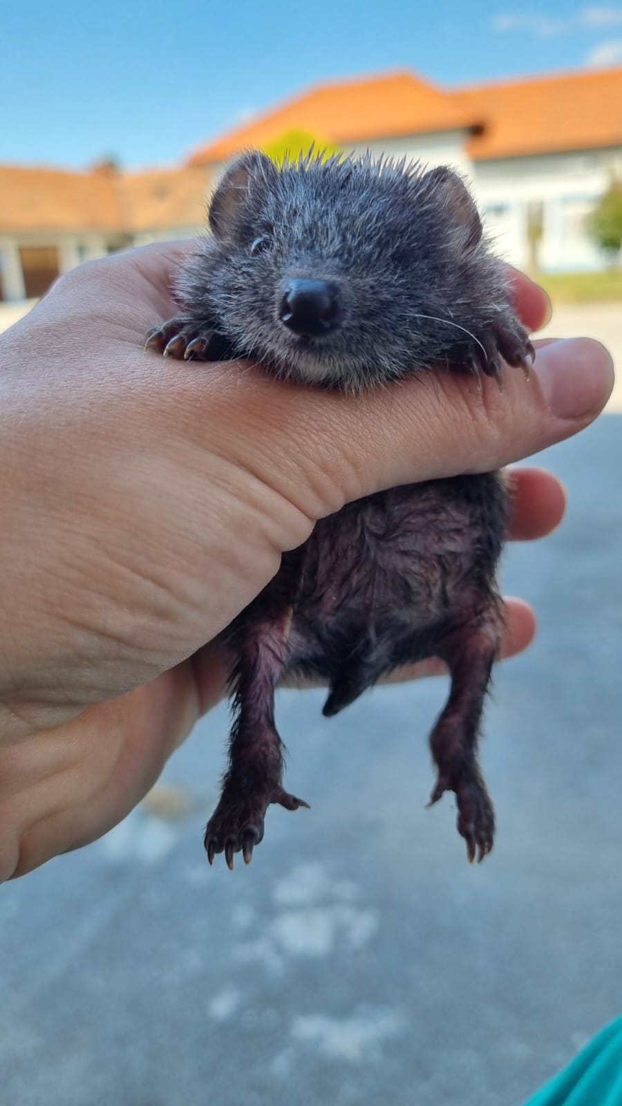 Ježica Bocka, Veterinarska stanica Prelog (7)