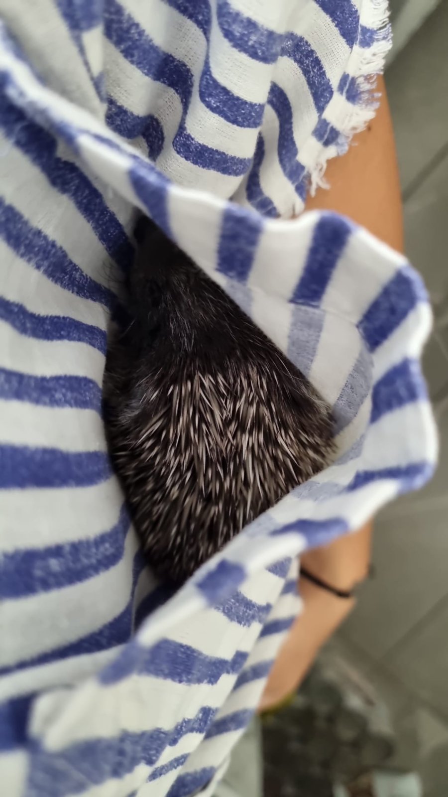 Ježica Bocka, Veterinarska stanica Prelog (8)