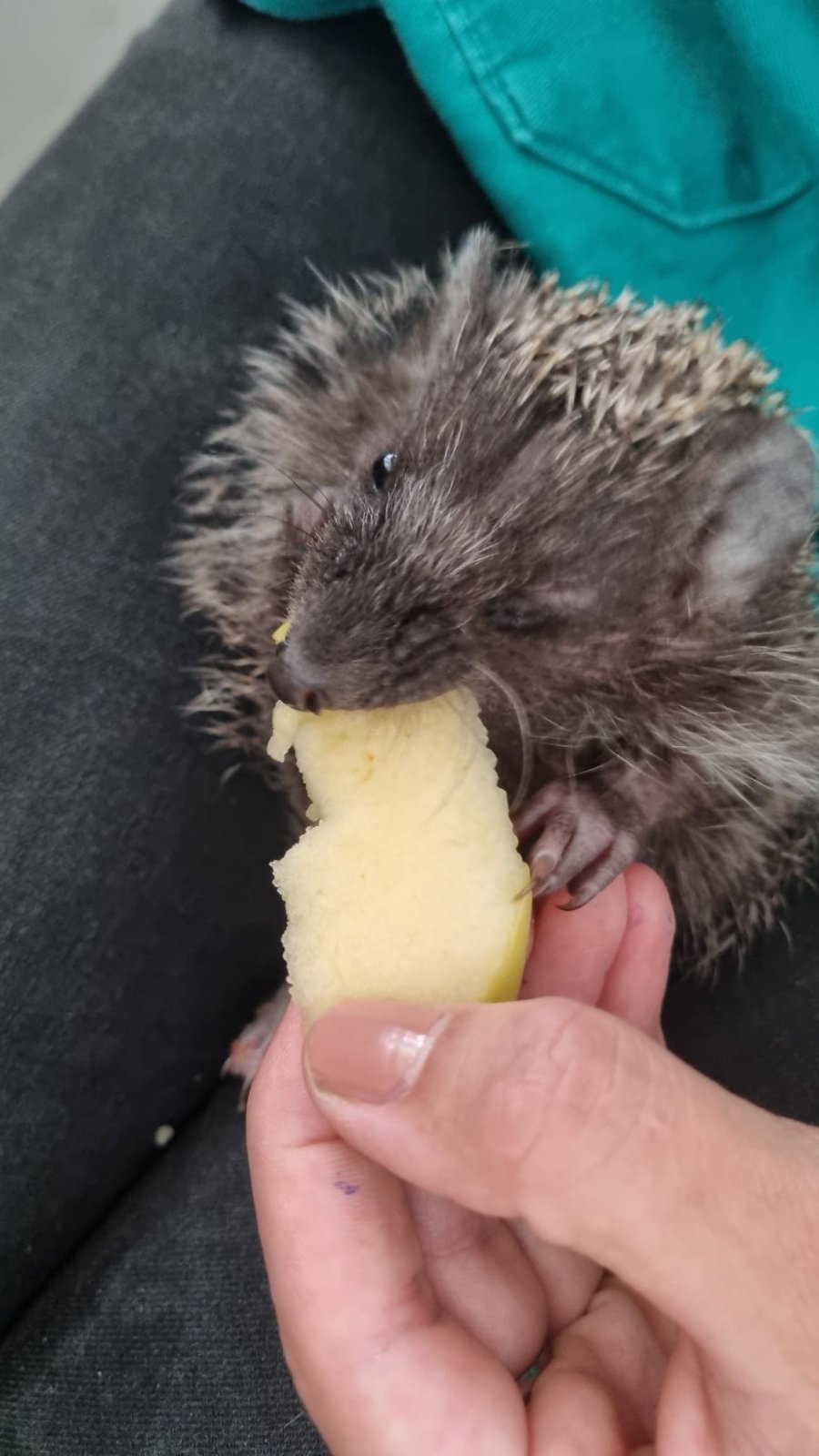 Ježica Bocka, Veterinarska stanica Prelog (9)