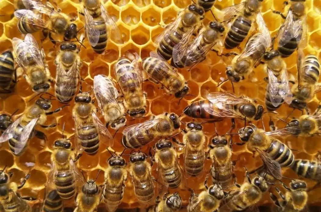 Josip Furdi, Domašinec, ‘Matica i pčele’, Murščak, Domašinec