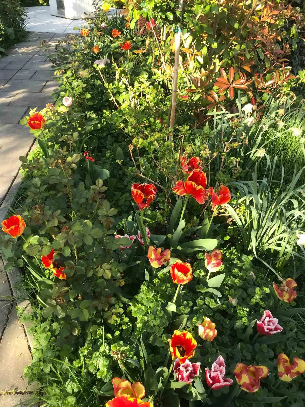 Josip Ožegović iz Šenkovca – tulipani (1)