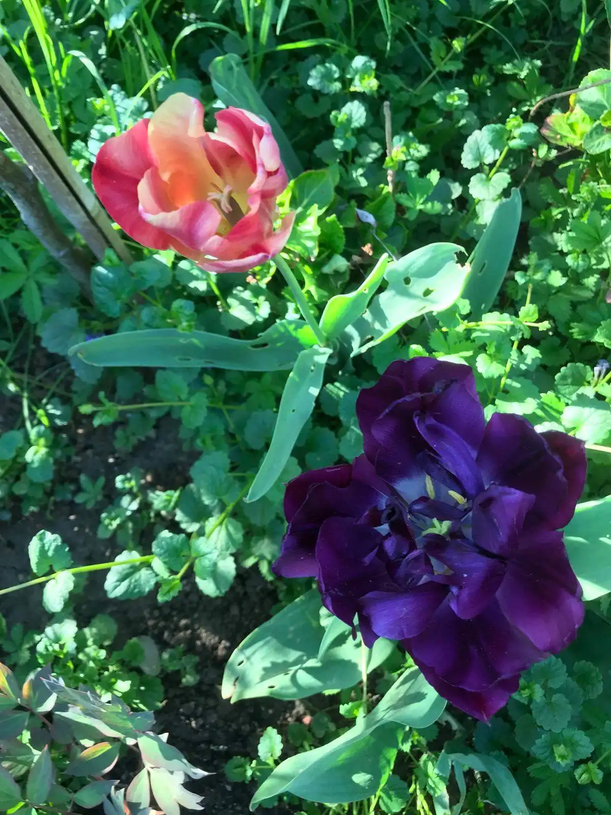 Josip Ožegović iz Šenkovca – tulipani (2)