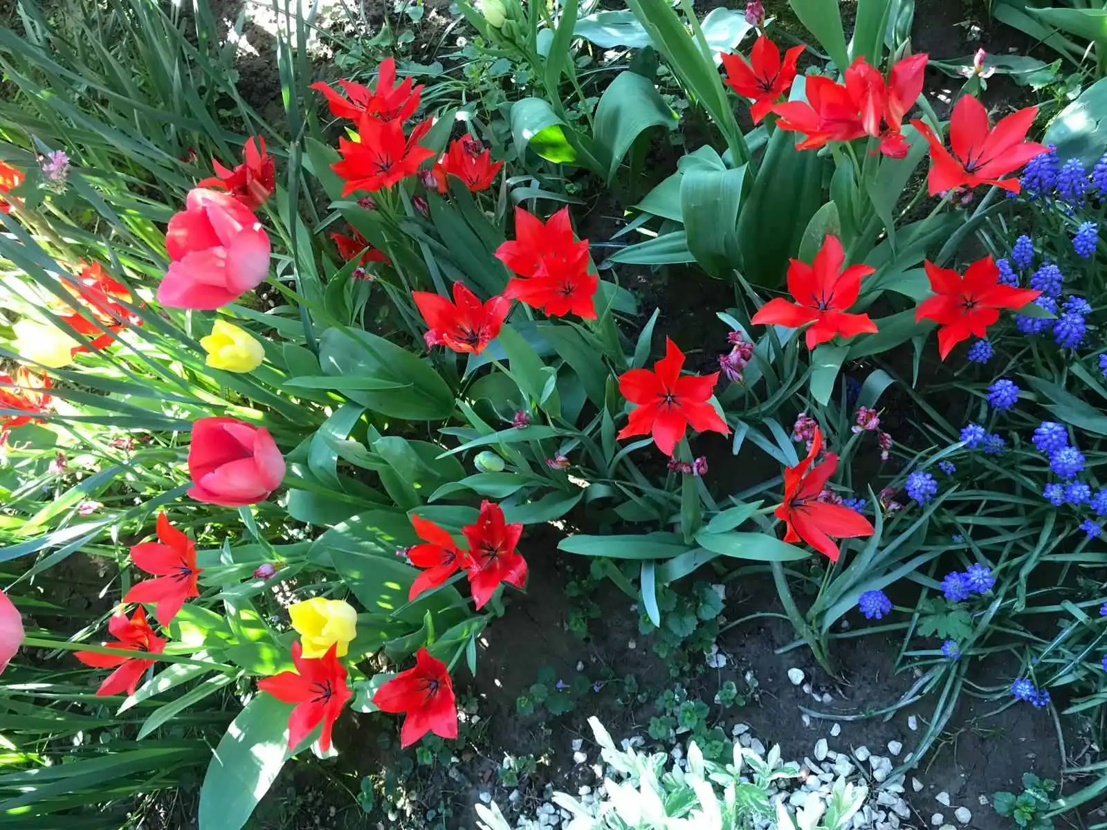 Josip Ožegović iz Šenkovca – tulipani (3)