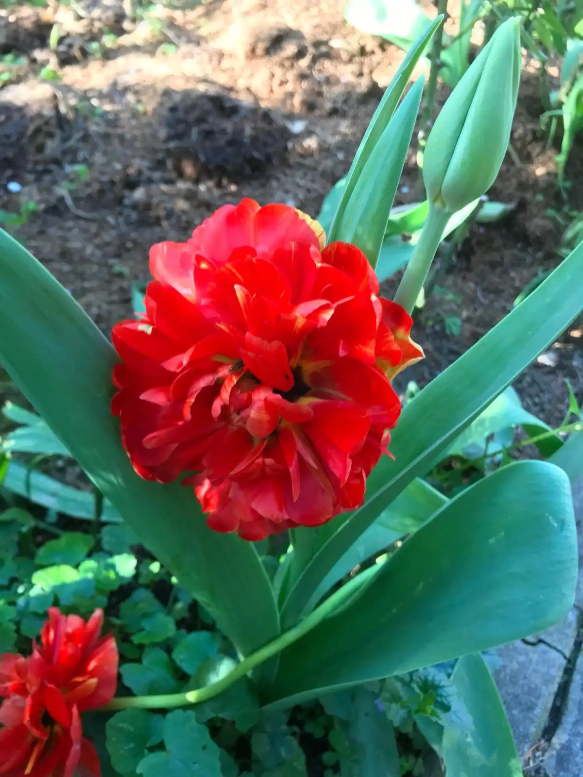 Josip Ožegović iz Šenkovca – tulipani (4)