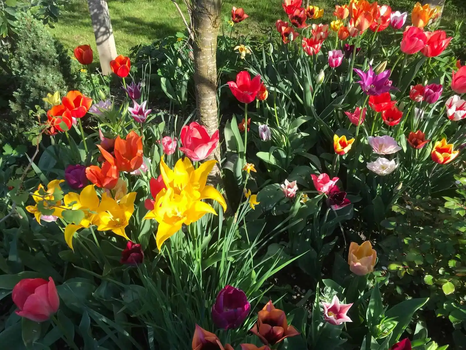 Josip Ožegović iz Šenkovca – tulipani (5)