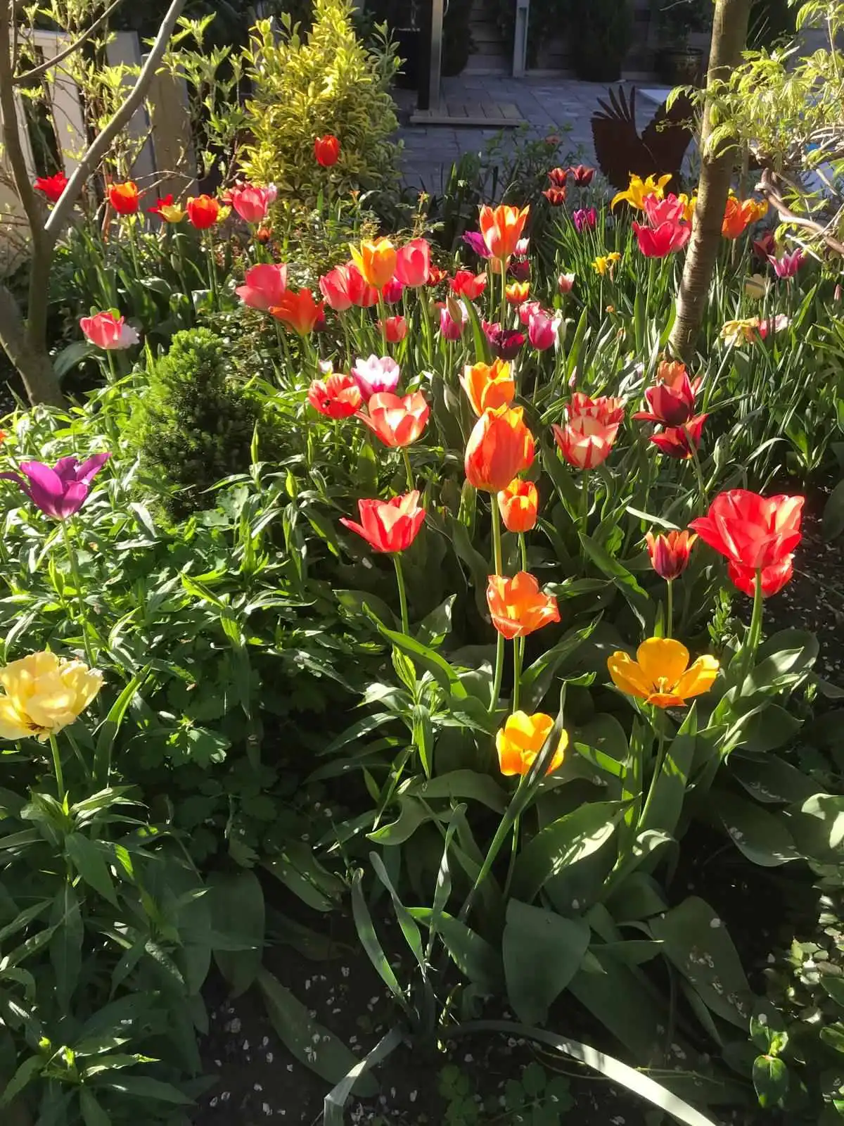 Josip Ožegović iz Šenkovca – tulipani (6)