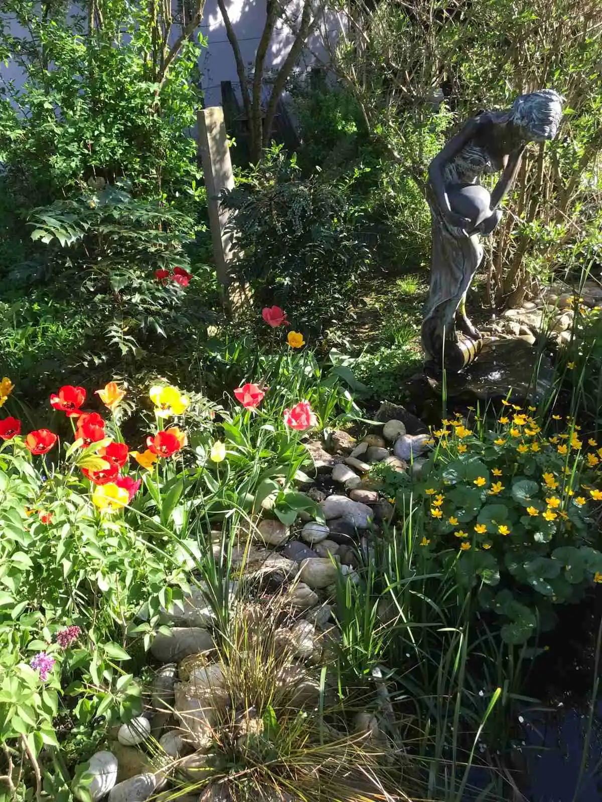 Josip Ožegović iz Šenkovca – tulipani (7)