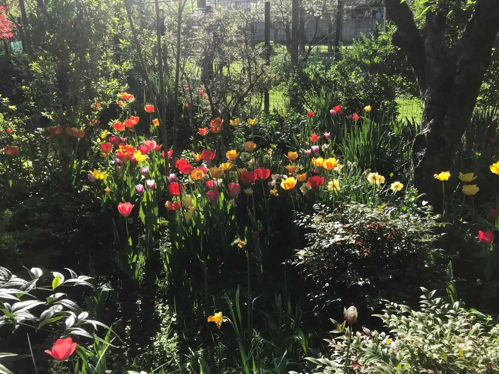 Josip Ožegović iz Šenkovca – tulipani (8)