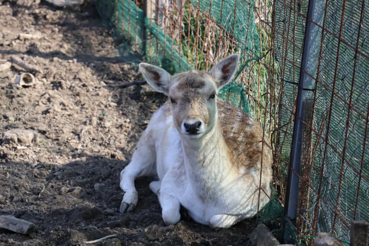 Jug Čakovec košuta jelen lopatar zec (1) Jug Čakovec košuta jelen lopatar zec (1)