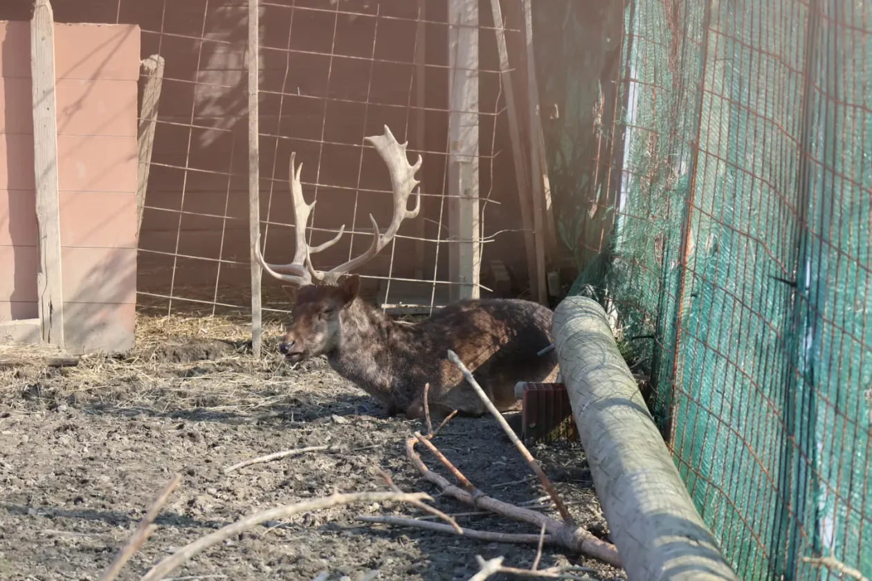 Jug Čakovec košuta jelen lopatar zec (2) Jug Čakovec košuta jelen lopatar zec (2)