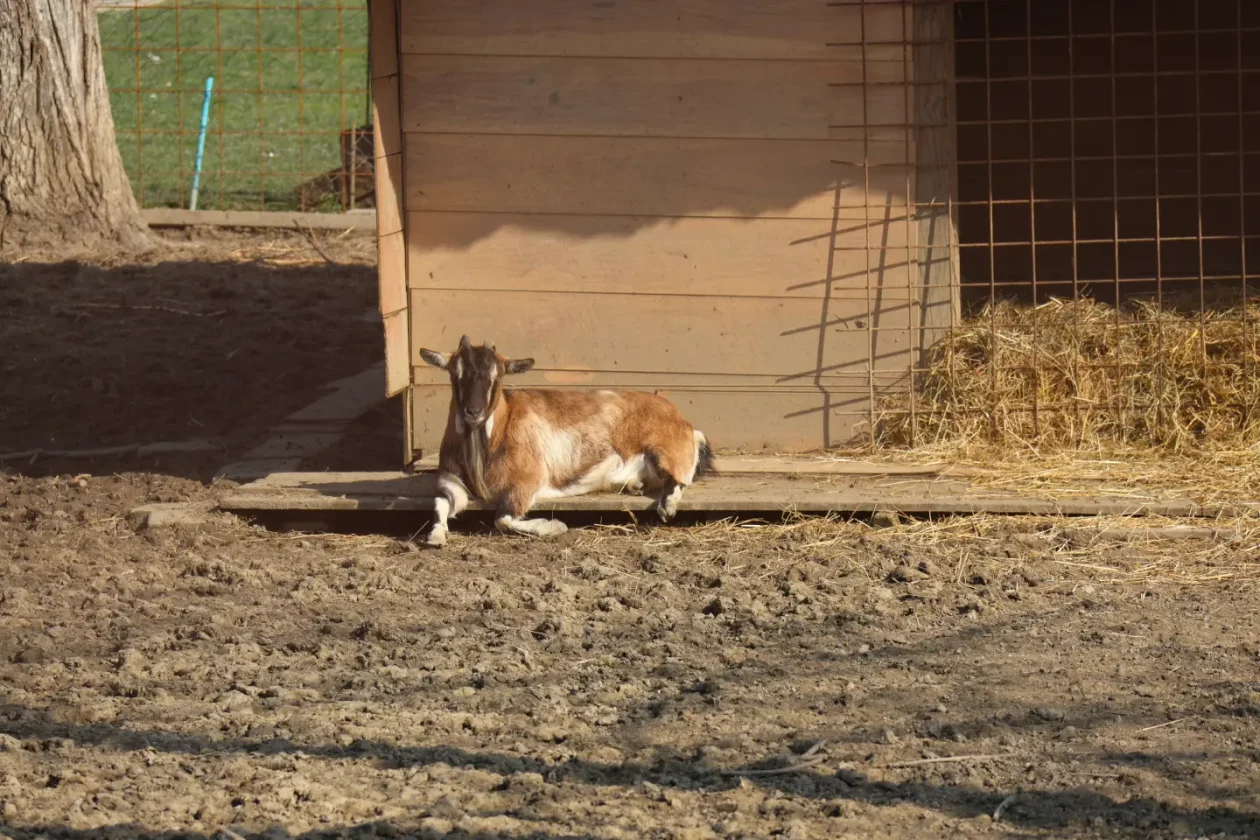 Jug Čakovec košuta jelen lopatar zec (3) Jug Čakovec košuta jelen lopatar zec (3)