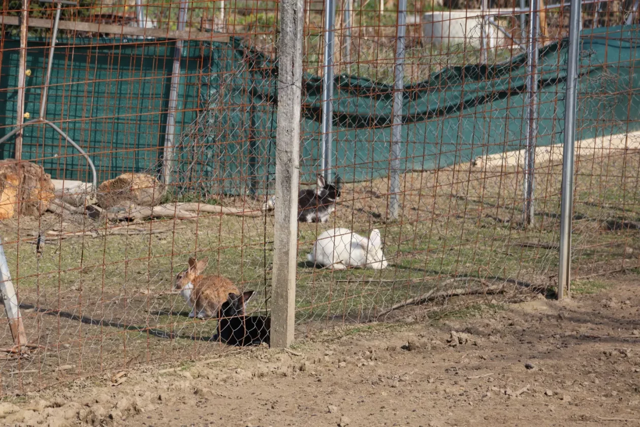 Jug Čakovec košuta jelen lopatar zec (4) Jug Čakovec košuta jelen lopatar zec (4)