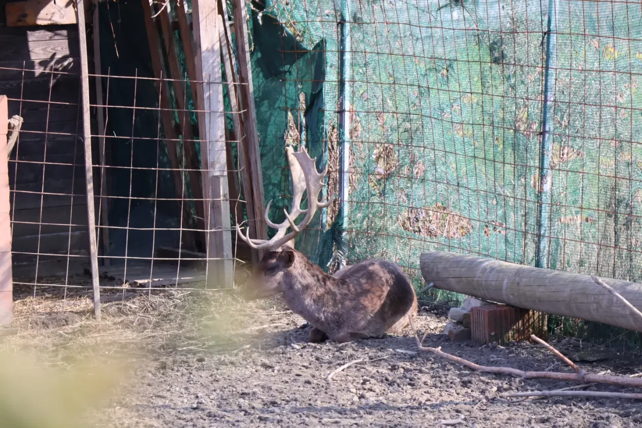 Jug Čakovec košuta jelen lopatar zec (5) Jug Čakovec košuta jelen lopatar zec (5)