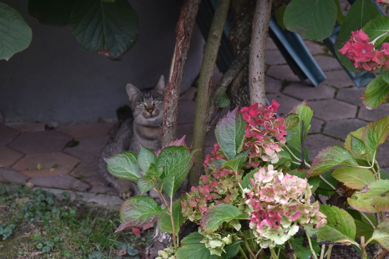 KRIŽOVEC Suzana Antolašić i Biserka Vičar (4)