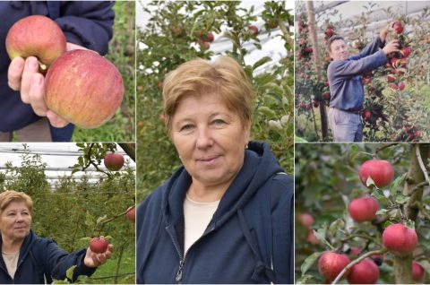 Katarina Mikec Hemuševec jabuka voćnjak naslovna