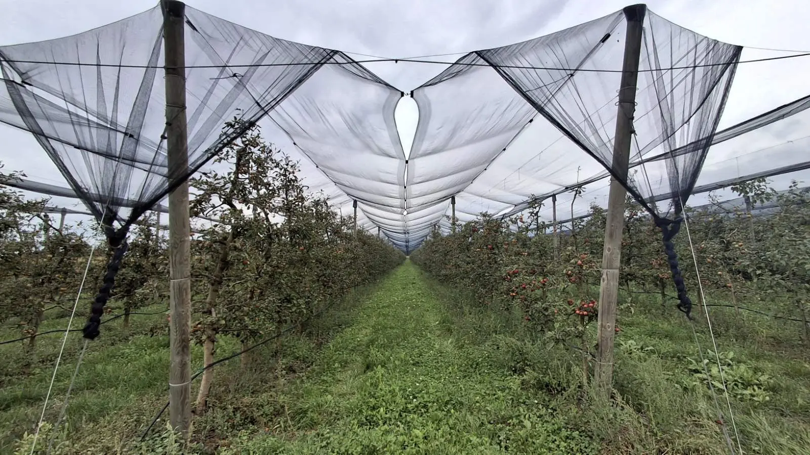 Katarina Mikec, Hemuševec, jabuke, jabuka, voćnjak (10)