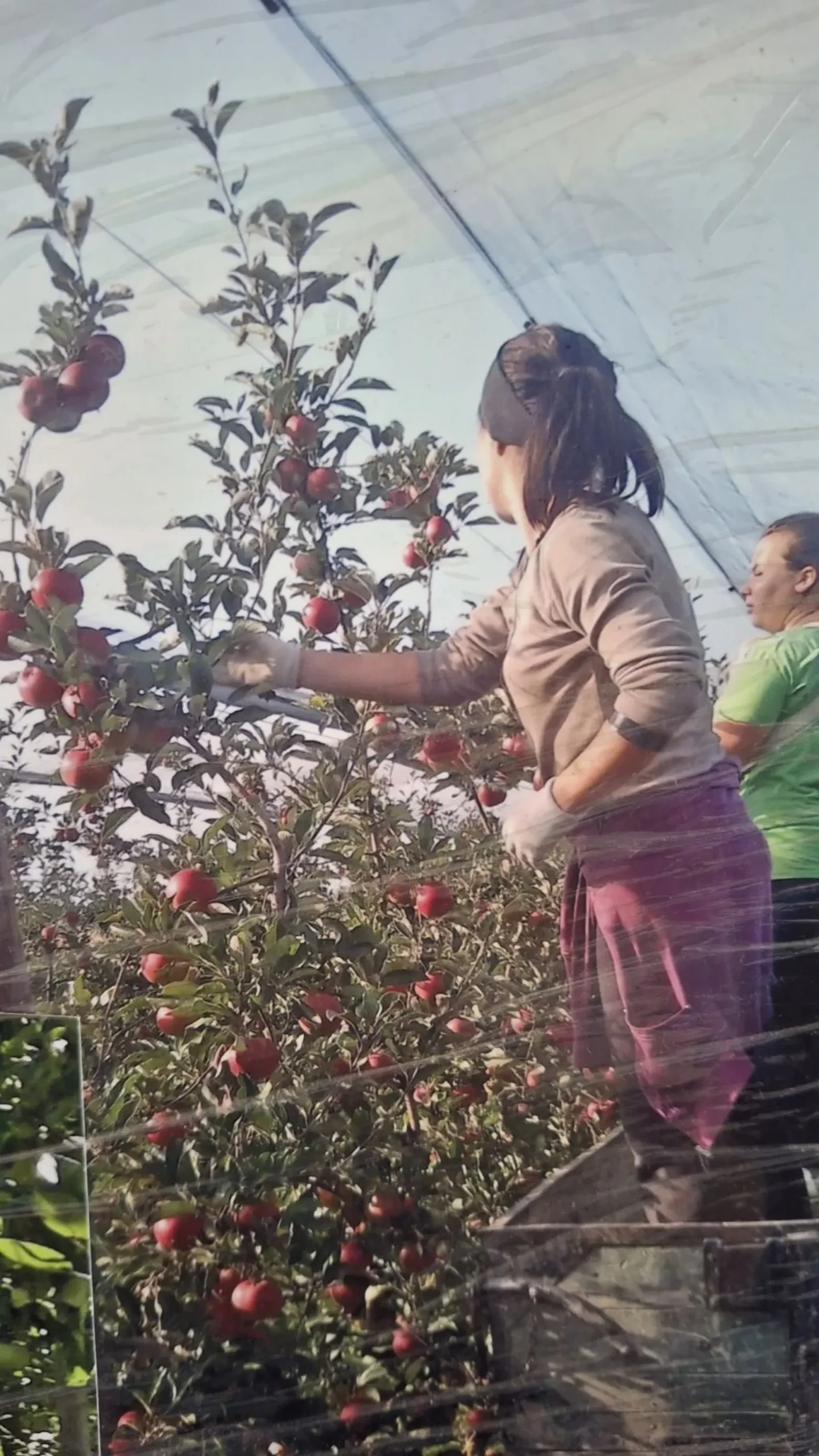 Katarina Mikec, Hemuševec, jabuke, jabuka, voćnjak (13)