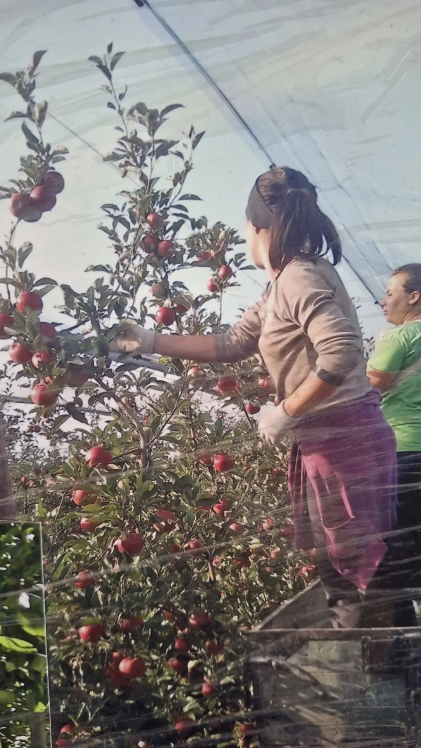 Katarina Mikec, Hemuševec, jabuke, jabuka, voćnjak (13)