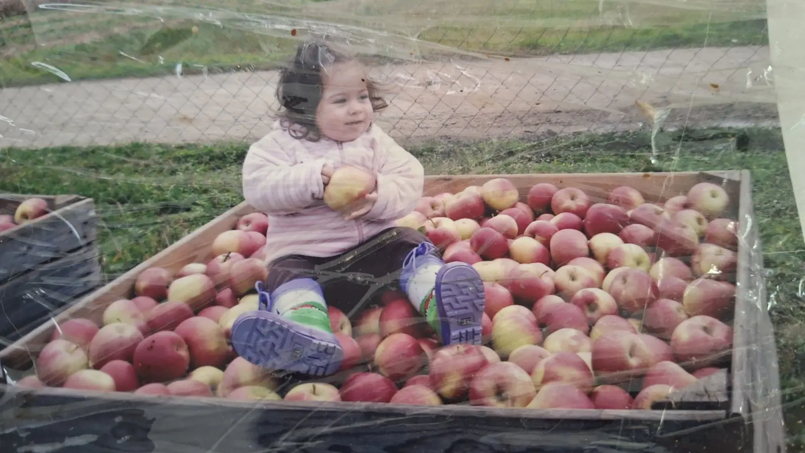 Katarina Mikec, Hemuševec, jabuke, jabuka, voćnjak (14)
