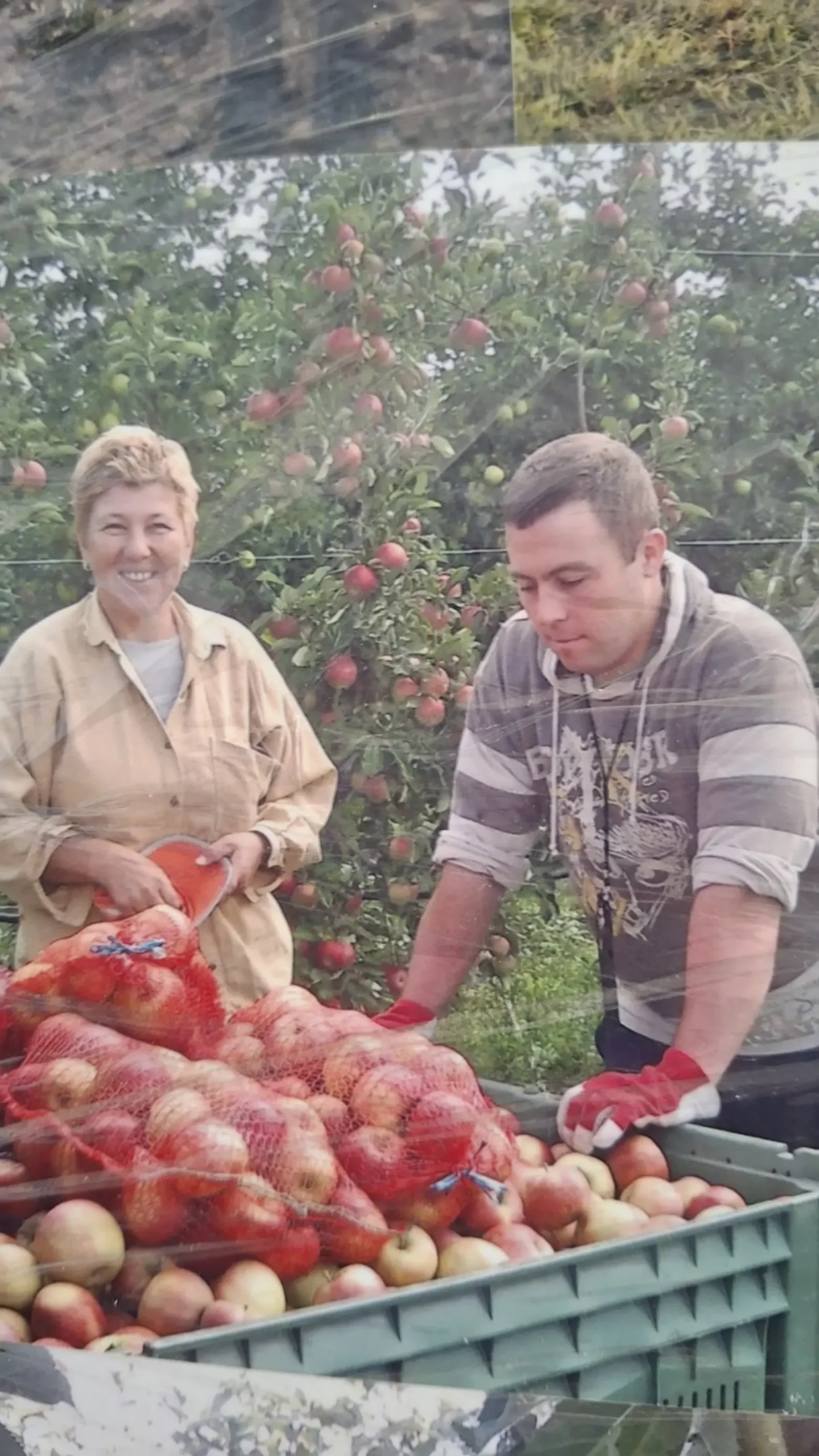 Katarina Mikec, Hemuševec, jabuke, jabuka, voćnjak (15)