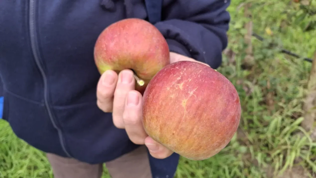 Katarina Mikec, Hemuševec, jabuke, jabuka, voćnjak (18)