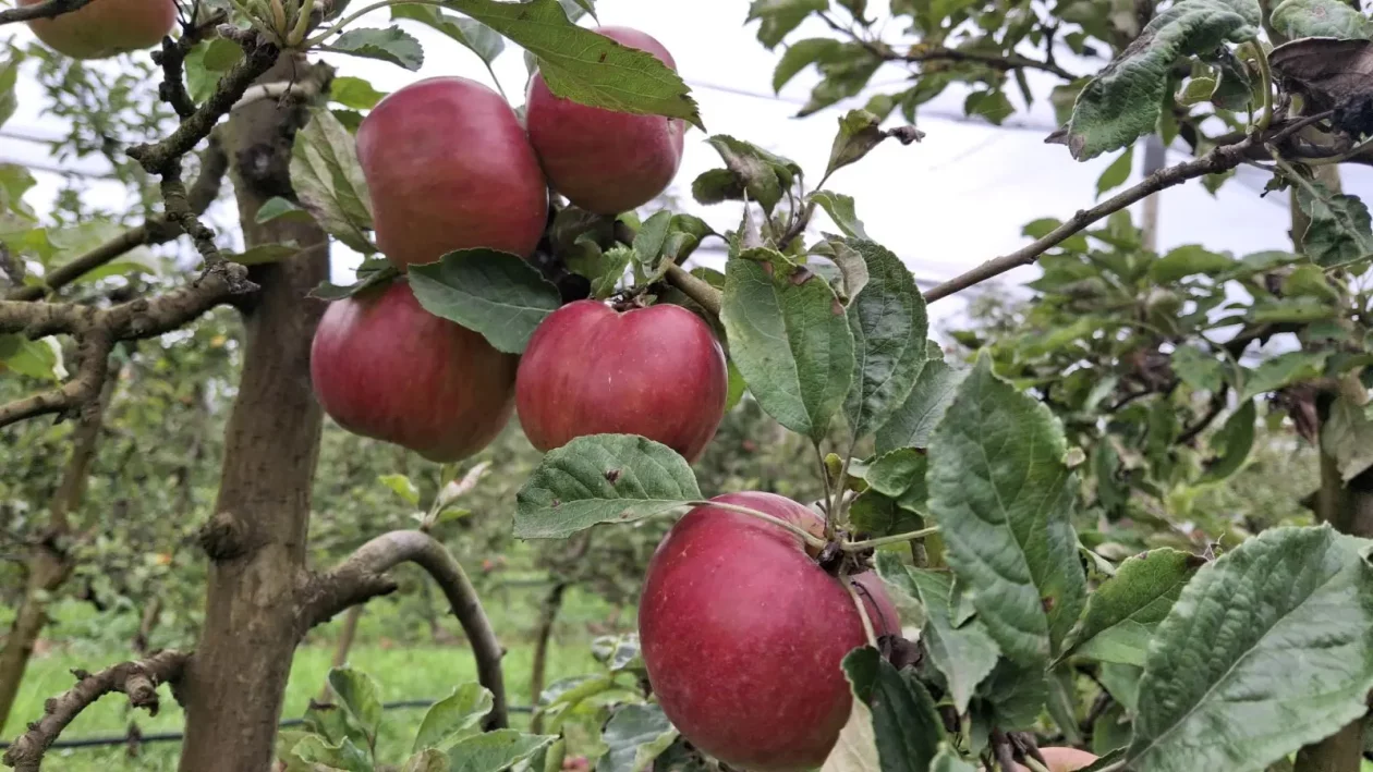 Katarina Mikec, Hemuševec, jabuke, jabuka, voćnjak (19)