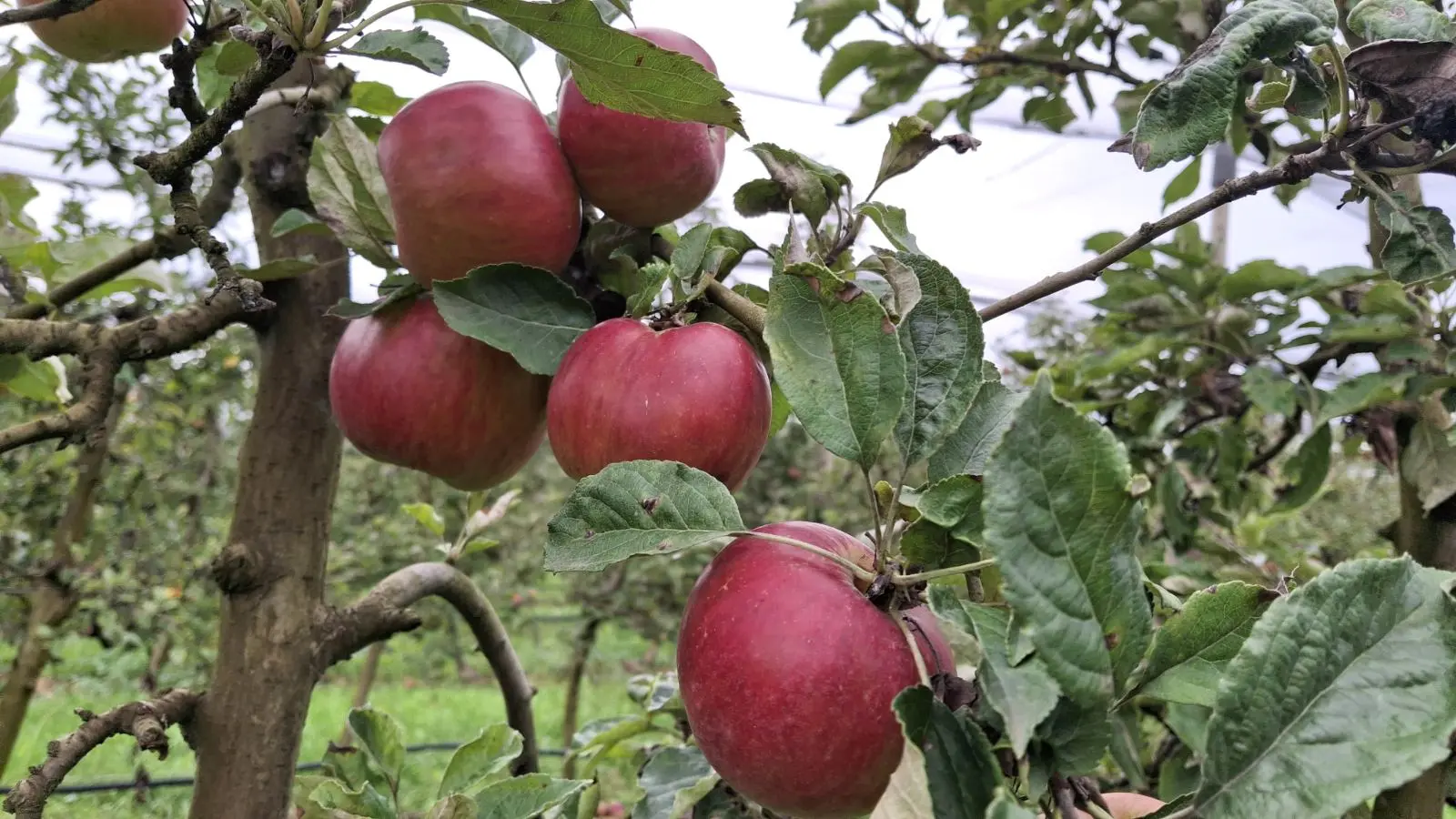 Katarina Mikec, Hemuševec, jabuke, jabuka, voćnjak (19)