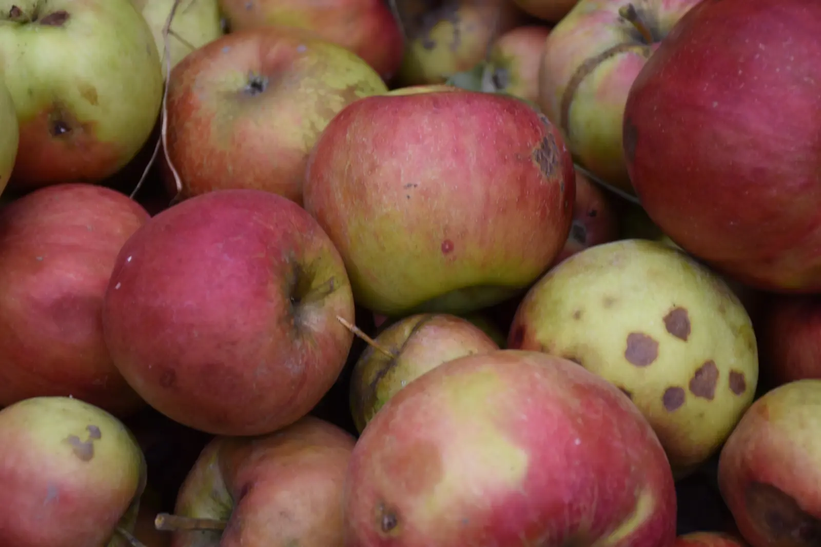 Katarina Mikec, Hemuševec, jabuke, jabuka, voćnjak (2)