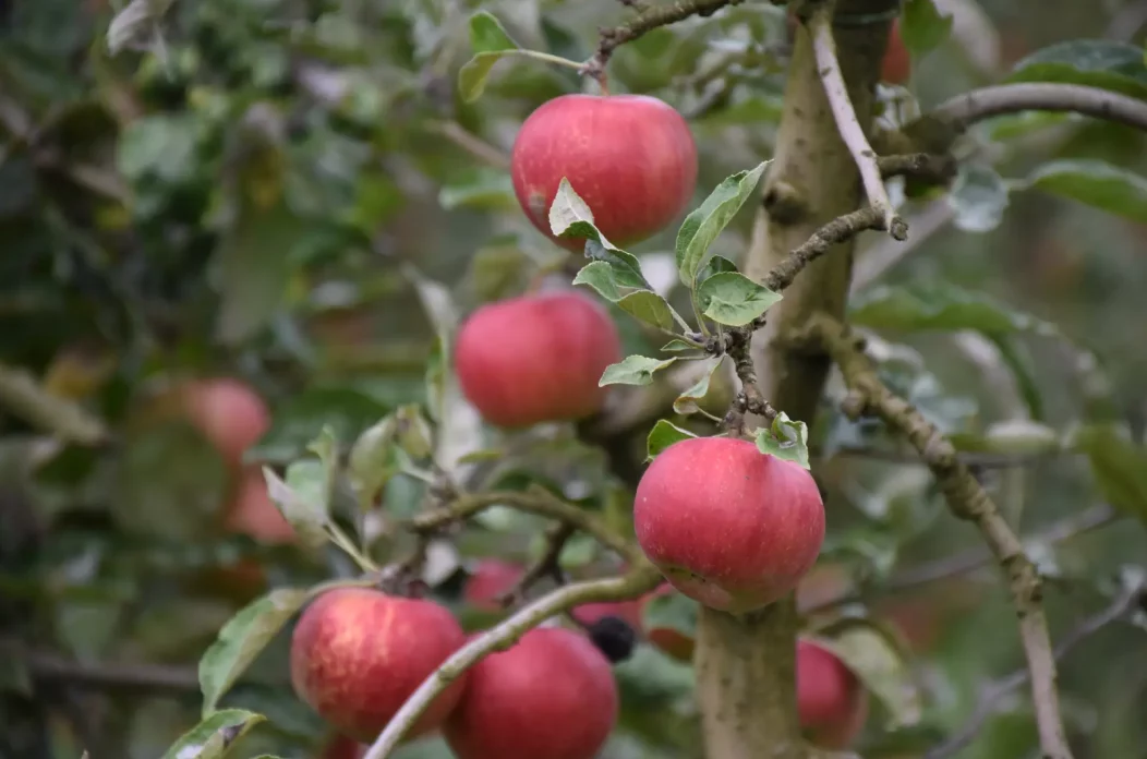 Katarina Mikec, Hemuševec, jabuke, jabuka, voćnjak (3) Katarina Mikec, Hemuševec, jabuke, jabuka, voćnjak (3)