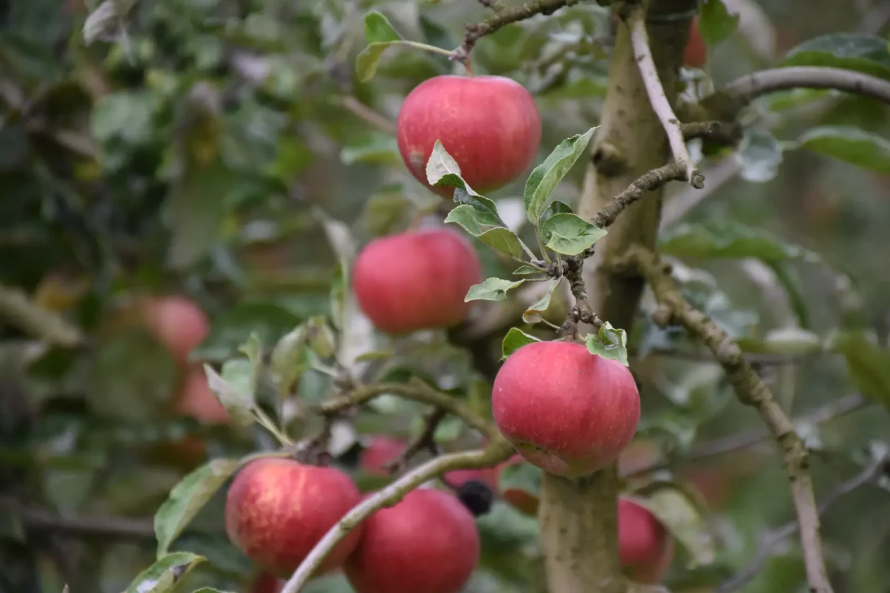 Katarina Mikec, Hemuševec, jabuke, jabuka, voćnjak (3)