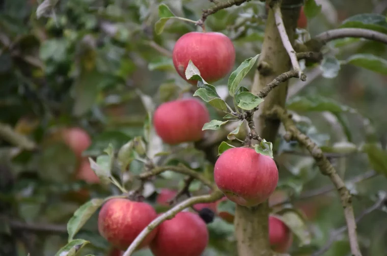 Katarina Mikec, Hemuševec, jabuke, jabuka, voćnjak (3)